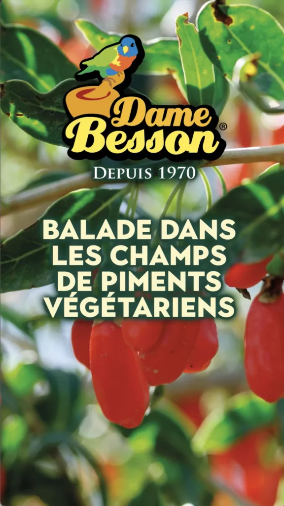 MACEO-DAME-BESSON-REPORTAGE-CHAMPS-PIMENTS-GUADELOUPE-CHEF-LERICHE