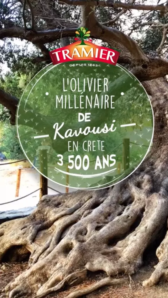 OLIVIER-MILLENAIRE-DE-KAVOUSI-CRETE-GRECE-3500-ANS-PLUS-VIEUX-OLIVIER-DU-MONDE-HUILE-OLIVE-TRAMIER